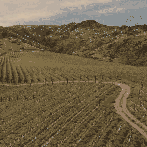 dronve video of a cromwell vineyard