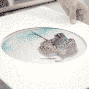 video of a cromwel business used in there website design the video shows a bird being framed